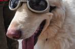 Cão usa 'doogles' (dog + googles) em rua de Santa Fé, no Novo México - Estados Unidos